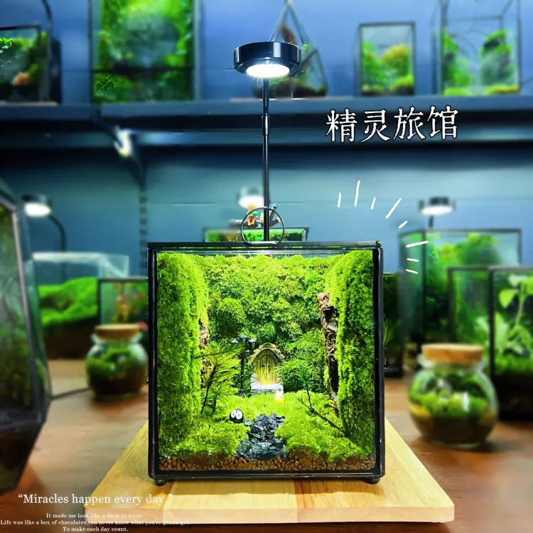 苔上亭【精灵旅馆】懒人养护桌面苔藓微景观解压防辐射好看摆件创意