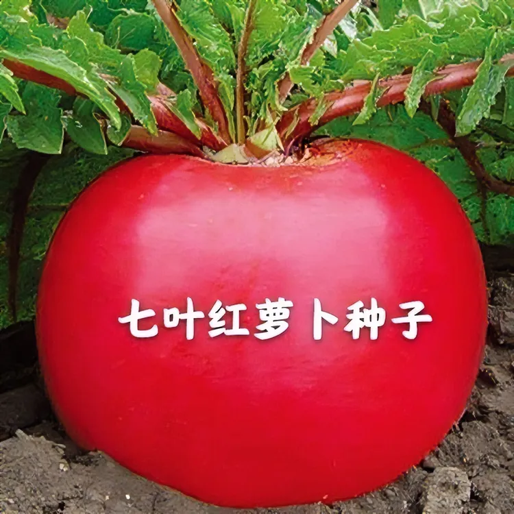 七叶红萝卜种子春夏秋播东北雌性大红萝卜种籽红皮白心萝卜种孑