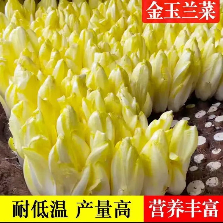 金玉兰菜种子菊苣菜欧洲王子菜营养软化菊苣多年生四季蔬菜种籽苗