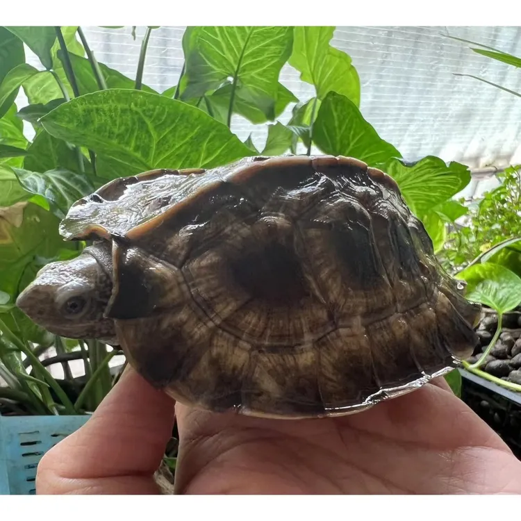 宠物乌龟人工繁育亚巨亚洲巨龟大东方观赏龟素食龟半水活体龟