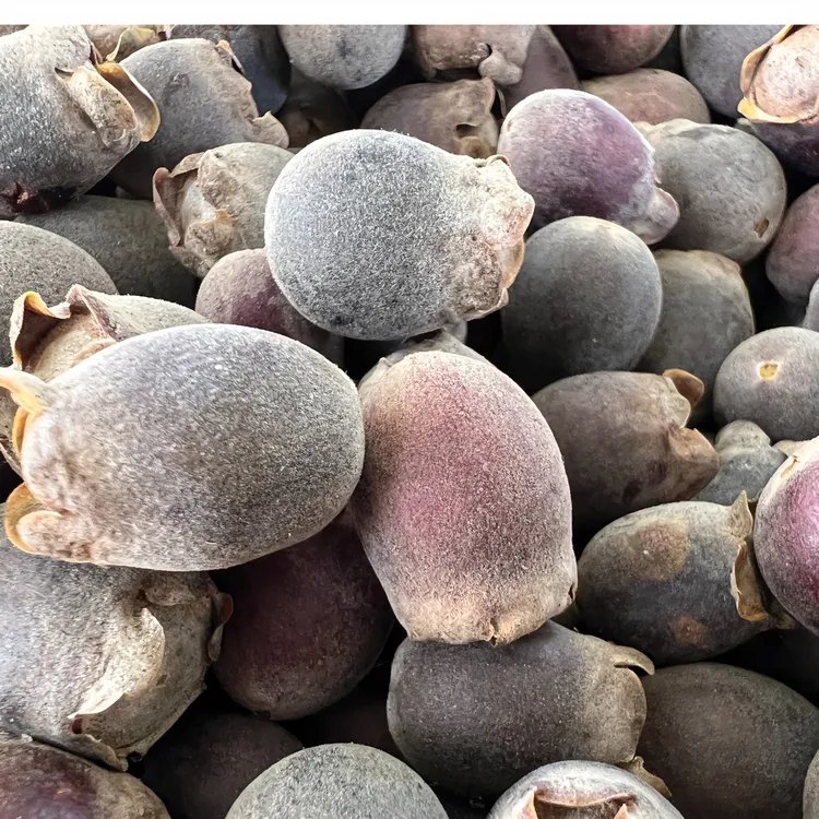 干山稔子（桃金娘）现摘蒸晒每斤约800-1000颗，500克包邮，泡酒，煮水