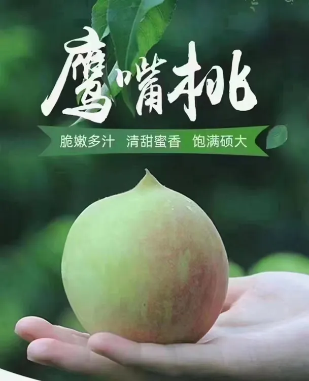 鹰嘴桃桃子正宗产地新鲜脆桃脆甜多汁毛桃当季现摘孕妇水果包邮