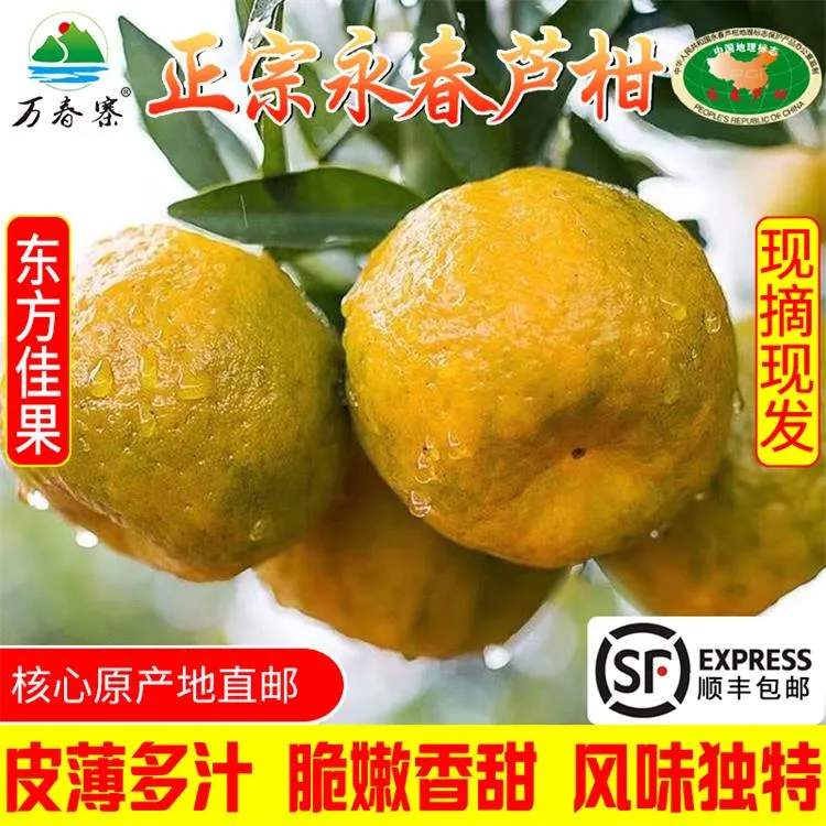 万春寨正宗福建永春芦柑 香甜多汁现摘现发 顺丰大果柑桔橘子桔子