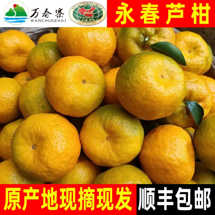 万春寨正宗福建永春芦柑香甜多汁 顺丰大果现摘现发柑桔橘子桔子 