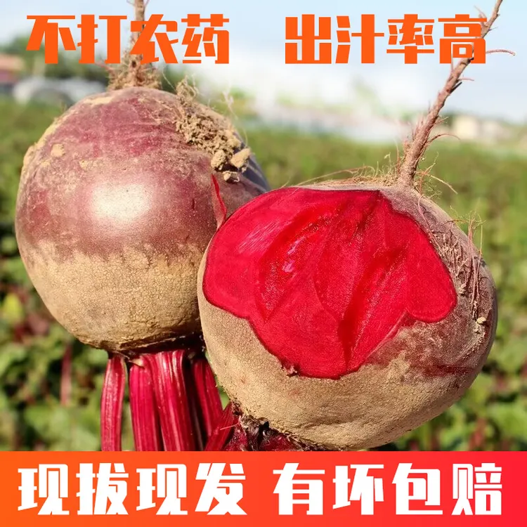 [大小可选] 2025年甜菜根新鲜现挖3-5斤甜菜头紫菜头红甜菜红菜头