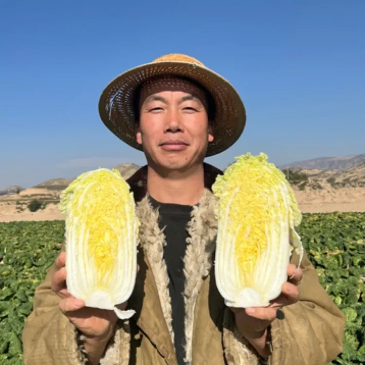 甘肃精品高原娃娃菜 现摘现发 不泡药水无甲醛 凉拌 炒 炖 涮火锅