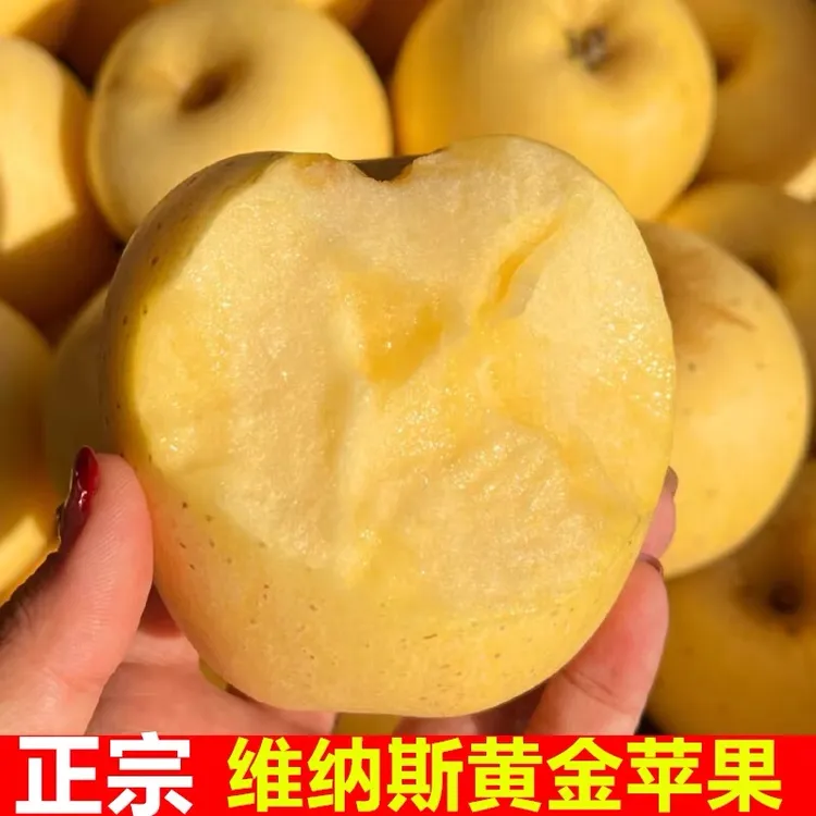 山东烟台黄金维纳斯苹果当季采摘脆甜多汁纯甜新鲜苹果净重4.5斤