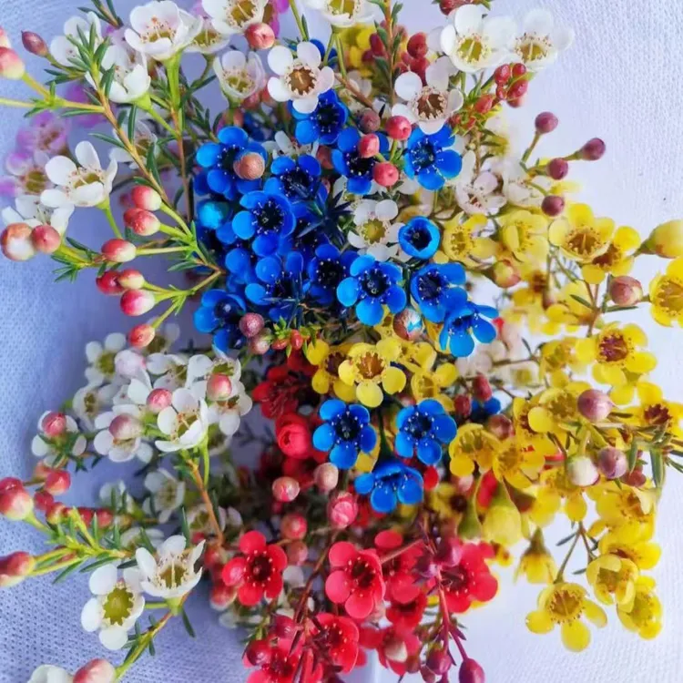 【带花苞】澳洲腊梅鲜花年宵花水养花卉耐寒鲜切腊梅春节喜庆花卉