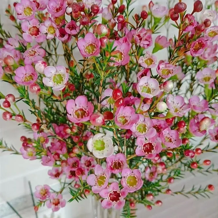 A级澳洲腊梅双拼色云南自家基地种植品质保证年宵花卉家庭水养