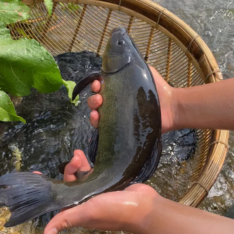 四川 丁桂鱼 淡水鱼养殖 鱼塘观赏