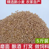 农家自产优质小麦粒磨面做麦酱发麦苗小麦草种子鸽粮鸽子饲料5斤