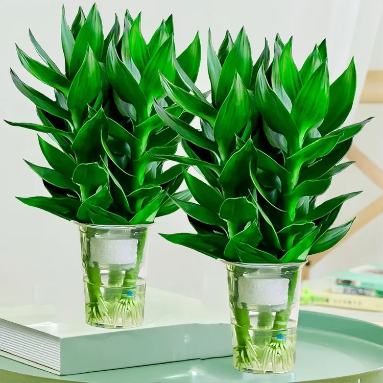 四季招财好运旺宅水培观音竹富贵水竹客厅室内办公盆栽绿植除甲醛