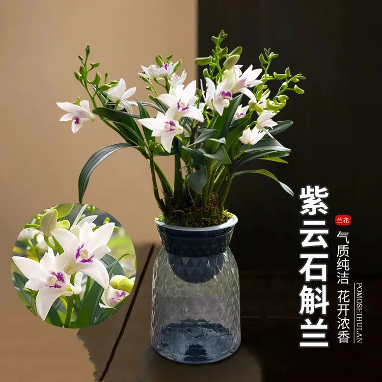 七彩石斛兰紫蝶紫云澳洲香水石斛兰花苗浓香型花卉绿植送懒人盆好