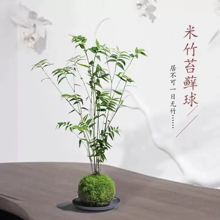翡翠观音竹植物室内盆栽微观盆景
