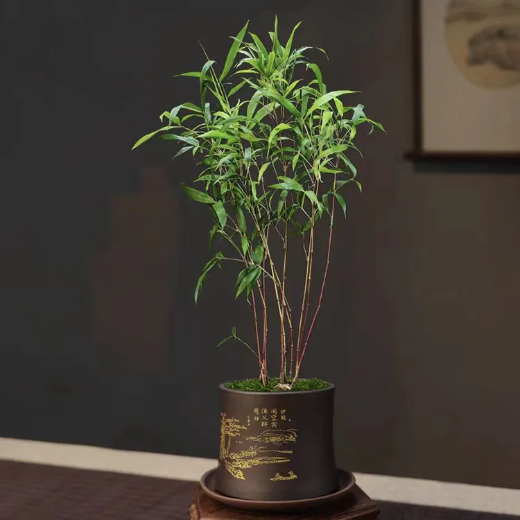 红寒竹朱竹 紫寒竹 室内绿植禅意小竹子盆栽庭院观赏竹高档盆景