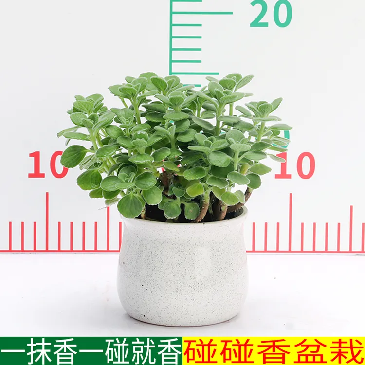 碰碰香盆栽植物花卉小绿植办公室多肉净化空气趣味驱蚊提神一抹香