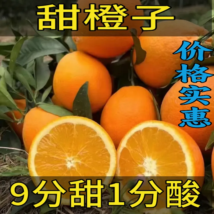 福建橙子新鲜水果新鲜现货包邮橙子新鲜非赣南脐橙现货