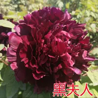 【黑夫人】6加仑大盆— 6年苗以上（黑红色）国内品种盆栽牡丹
