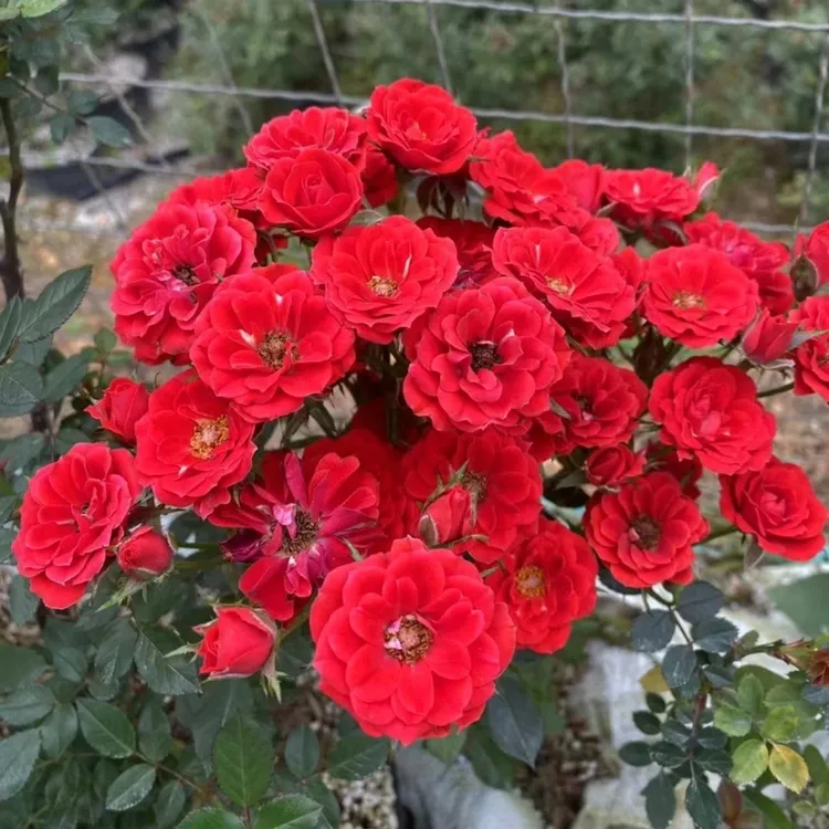 新品超微型月季小姑娘月季越南小姑娘小月季迷你花朵正红色花朵