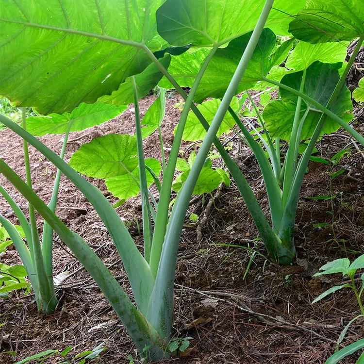 贵州榕江广菜(新鲜广菜)