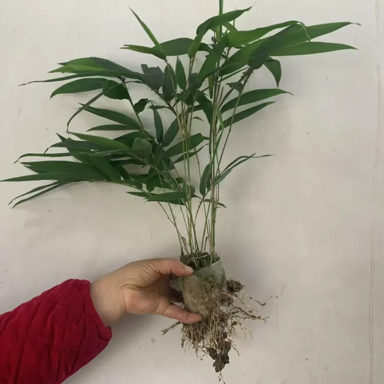 基地楠竹苗毛竹苗杯苗耐寒耐旱采冬笋和春笋园林绿化造林