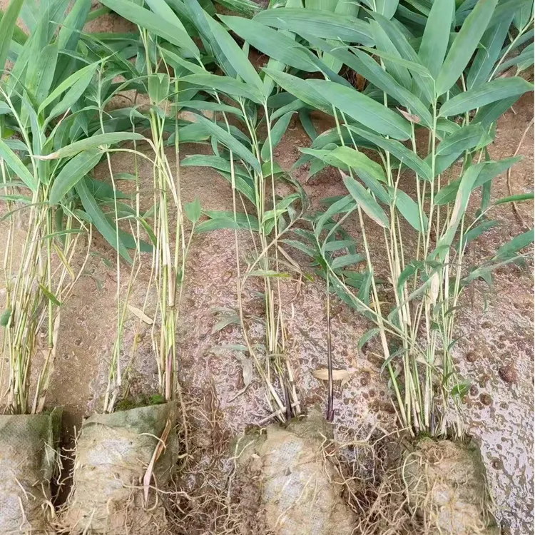 基地正宗优质方竹苗寒竹苗四方竹子苗营养杯苗采笋园林庭院绿植