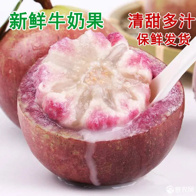 新鲜牛奶果热带广西水果金星果星苹果清甜多汁孕妇水果牛奶果
