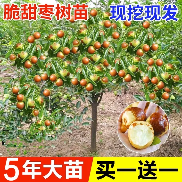 枣树活苗特大冬枣嫁接特大北方南方种植庭院葫芦枣树果树果苗盆栽