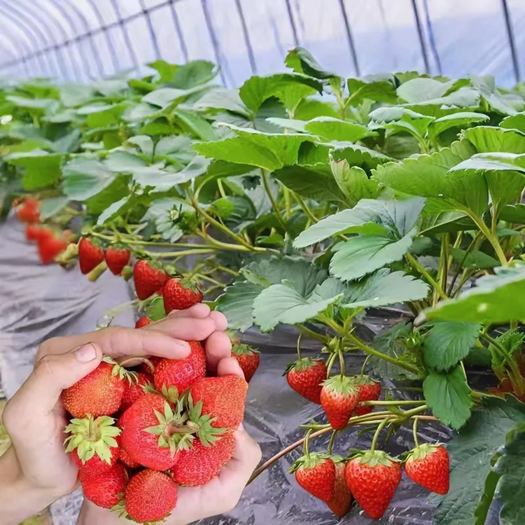 草莓苗四季奶油草莓带土带叶阳台食用当年结果盆栽地栽南北方种植