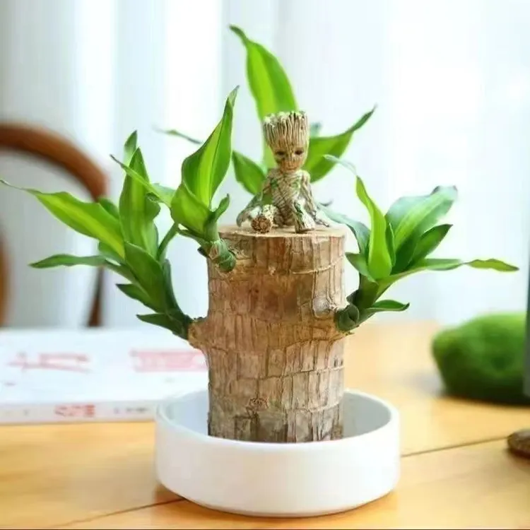 (带芽)巴西木水养幸运木室内办公室水培植物盆栽书桌小盆栽