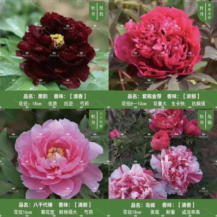【当年牡丹嫁接花苗】两单发货 幼苗愈合后