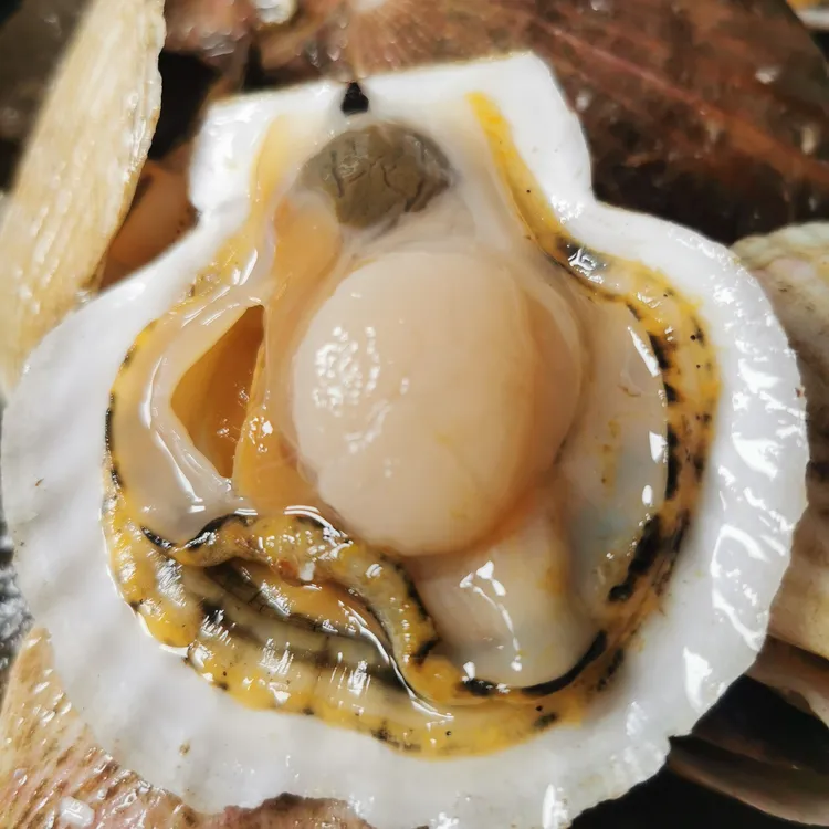 大连海鲜现扩夏夷贝顺丰包邮满3份包邮冷冻食用扇贝产地