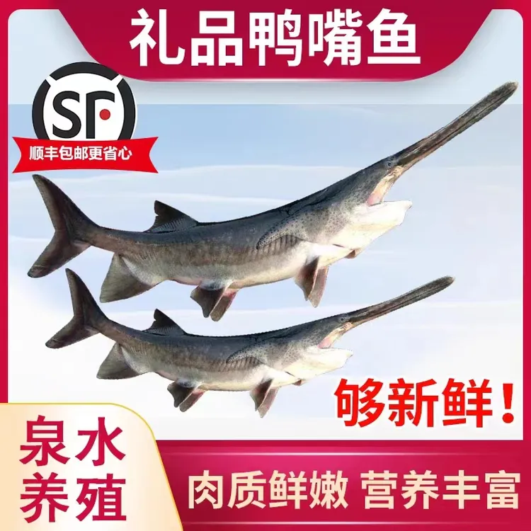 年货鱼淡水顺丰新鲜活鸭嘴鱼食用无刺鱼鱼鲟龙鱼礼品鱼软骨无刺鱼