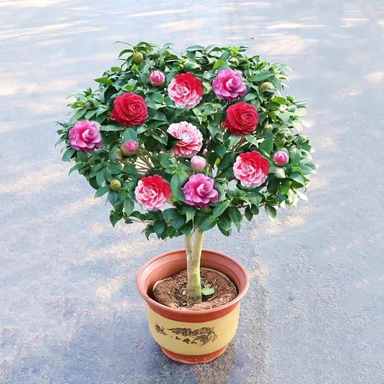四季香妃山茶花盆栽带花苞五色赤丹花卉植物室内好养茶花树苗开花