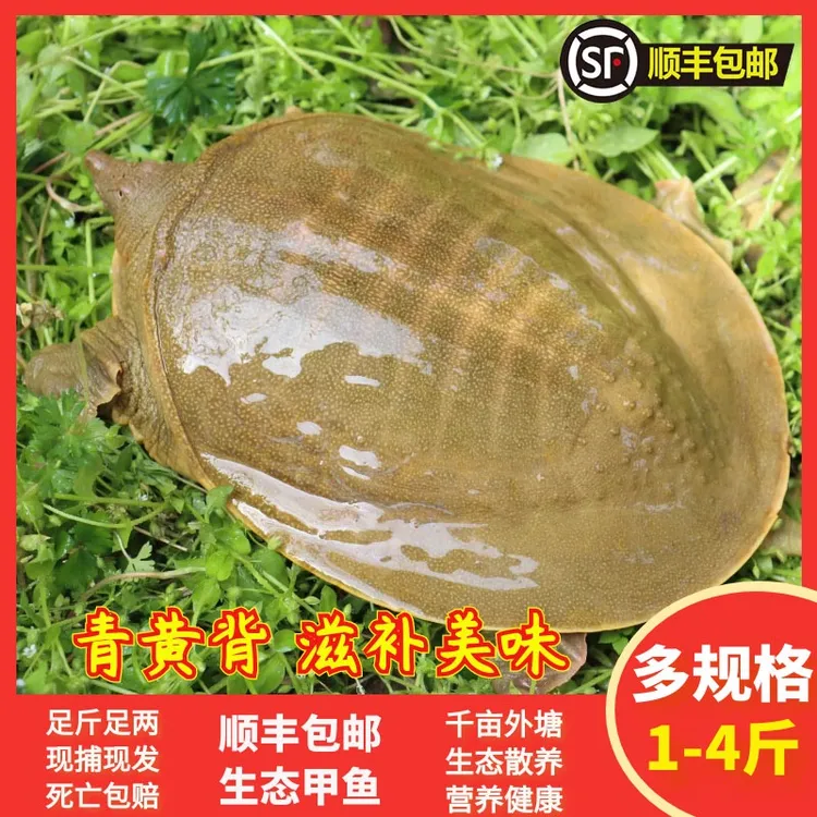 正宗外塘母甲鱼鲜活食用野外放养水鱼活鲜青黄背顺丰包邮死亡包赔