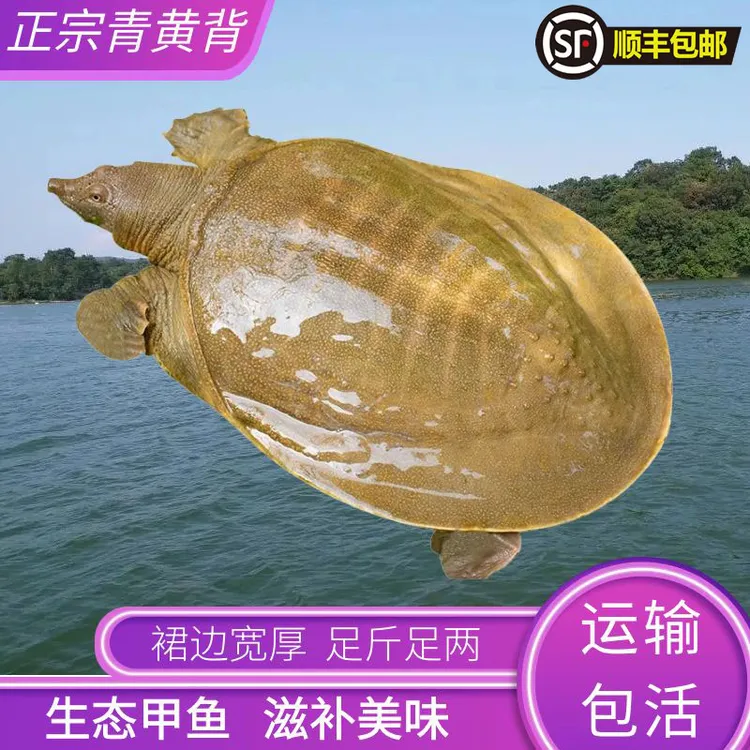 正宗外塘生态放养青黄背鲜活大甲鱼水鱼王八食用死亡包赔顺丰包邮