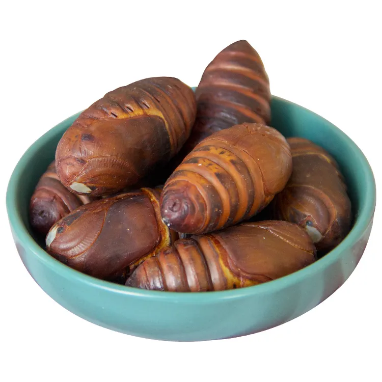 包邮东北特产新鲜二黄大个蚕蛹4-5cm/粒补充高蛋白绿色低脂