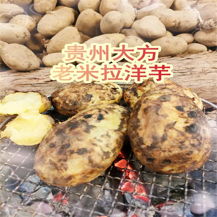 贵州大方山坝农家种植沙土黄皮黄心土豆老品种米拉洋芋皮薄