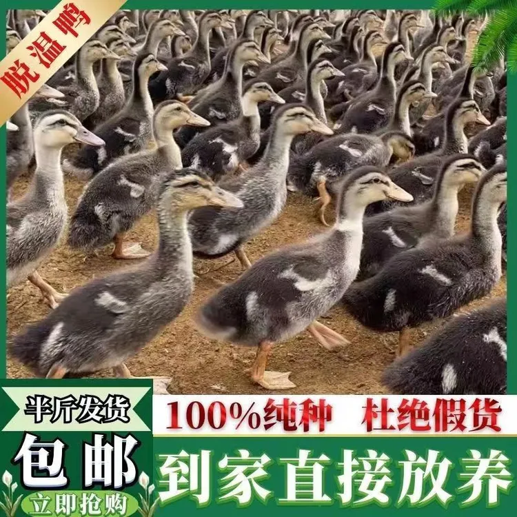 1.5斤脱温大种麻鸭青头鸭苗土鸭水鸭旱鸭