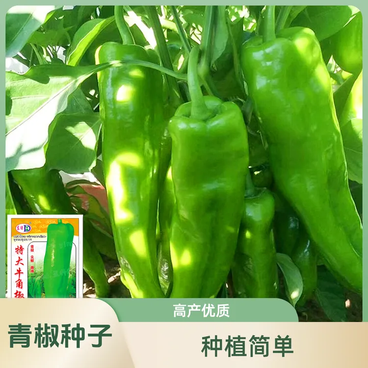 特大牛角椒种子四季种菜辣椒种子家庭阳台小院种植牛角椒种子香辣