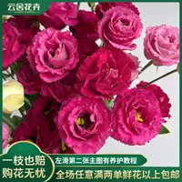 【云舍花卉】立深【红鸾】洋桔梗 全场任意满两单及以上鲜花包邮发货