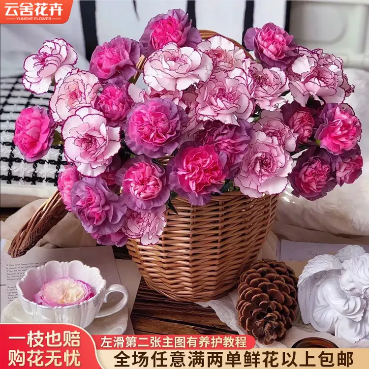 【云舍花卉】【野马紫精灵康乃馨】全场鲜花任意满2单鲜花及以上包邮