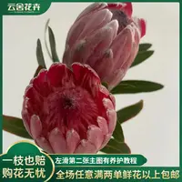 【云舍花卉】粉冰公主【公主花】3支叶片发黑属正常任意两单以上包邮