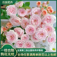 【云舍花卉】【蜜桃千层】多头玫瑰 全场任意满两单及以上鲜花包邮