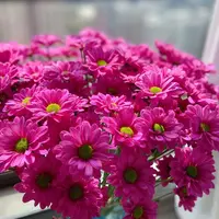  【云舍花卉】【紫色三文鱼小菊】全场任意满两单及以上鲜花包邮