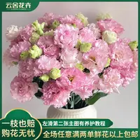 【云舍花卉】立深【浅粉色】洋桔梗全场任意满两单及以上鲜花包邮发货