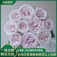 【云舍花卉】【朵拉】单头玫瑰 稀有任意两单或以上冷链包邮