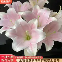 【云舍花卉】【粉铁炮】百合【环境影响上色度】 任意满两单及以上包邮