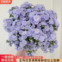 【云舍花卉】【丹麦】重瓣风铃盆栽【带盆发货】任意品种凑满两单包邮
