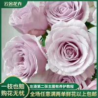 【云舍花卉】【方德荷冠】【柯赛特】单头玫瑰全场满2单及以上包邮